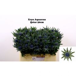  İthal Eryngium Aquar Questar (10 dal-50cm)