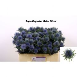  İthal Eryngium Magnetar Qstar (10 dal-50cm)