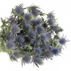  İthal Eryngium Supernova (10 dal-50cm)