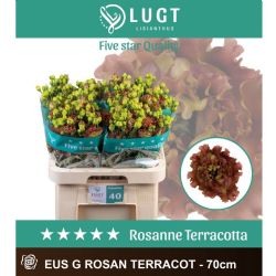  İthal Eustoma G Rosan Terracot (Lisiantus-10 dal-70cm)