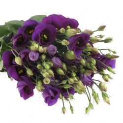  İthal Eustoma G Rosita Blue (Lisiantus-10 dal-70cm)