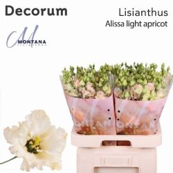  İthal Eustomma G Ali L Apricot (Lisiantus-10 dal-70cm)