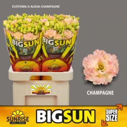  İthal Eustomma G Alissa Champ (Lisiantus-10 dal-70cm)
