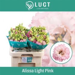  İthal Eustomma G Alissa Light Pink (Lisiantus-10 dal-70cm)