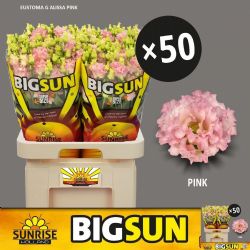  İthal Eustomma G Alissa Pink (Lisiantus-10 dal-70cm)