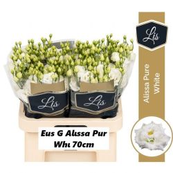  İthal Eustomma G Alissa Pur White (Lisiantus-10 dal-70cm)