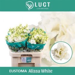  İthal Eustomma G Alissa White (Lisiantus-10 dal-70cm)