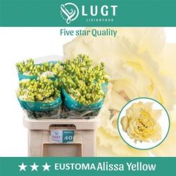  İthal Eustomma G Alissa Yellow (Lisiantus-10 dal-70cm)