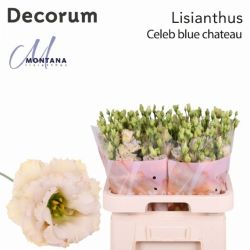  İthal Eustomma G Blue Chateau (Lisiantus-10 dal-70cm)