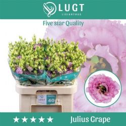 İthal Eustomma G Julius Grape (Lisiantus-10 dal-70cm)