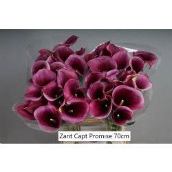  İthal Gala Zantedeschia Captain Promise (10dal-70cm)