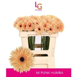  İthal Gerbera Mı Punki Humba (20 Dal-50cm)
