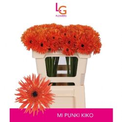  İthal Gerbera Mı Punki Kiko (10 Dal-50cm)