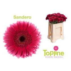  İthal Gerbera Mı Sandero (10 Dal-50cm)