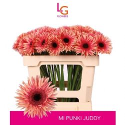  İthal Gerbera Ms Judy (10 Dal-50cm)