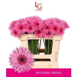  İthal Gerbera Ms Nisha (10 Dal-50cm)