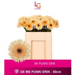 İthal Gerbera Ms Punki Erik (10 Dal-50cm)