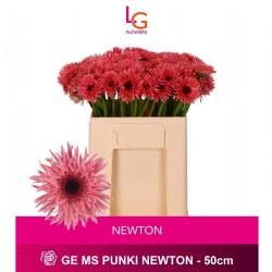  İthal Gerbera Ms Punki Newton( 20 Dal 50cm)