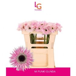  İthal Gerbera Ms Punki Olinda (10 Dal-50cm)