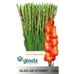  İthal Glayör Gr Stormy (5 Dal-120cm)