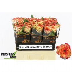  İthal Gül 50 cm Aruba Summerh (10 dal)