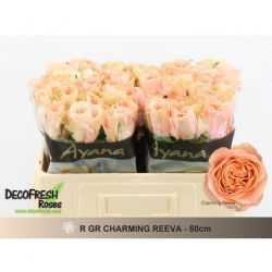  İthal Gül 50 cm Charming Reeva (10 dal)