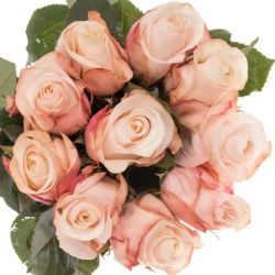  İthal Gül 50 cm Pomarosa (10dal)