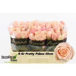  İthal Gül 50 cm Pretty Pillow (10 dal)