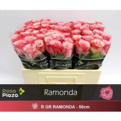  İthal Gül 50 cm Ramonda (10 dal)