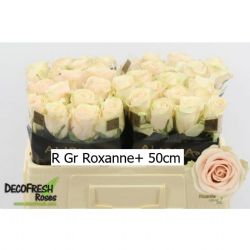  İthal Gül 50 cm Roxanne (10 dal)