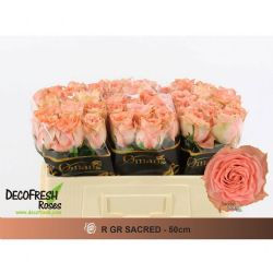  İthal Gül 50 cm Sacred (10 dal)