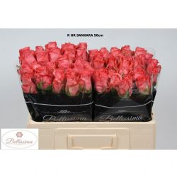  İthal Gül 50 cm Sankara (10 dal)