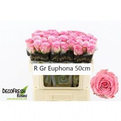 İthal Gül 50cm Euphoria (10 dal)