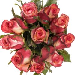  İthal Gül 50cm Spark Condor (10 dal)