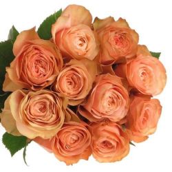  İthal Gül 60 cm Kahala (10 dal)