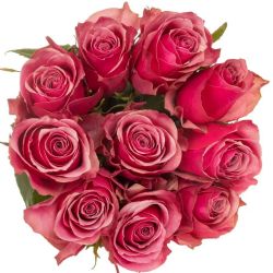  İthal Gül 60 cm Majestic Athena (10 dal)