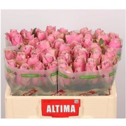  İthal Gül Athena Royale (10 dal-40cm)