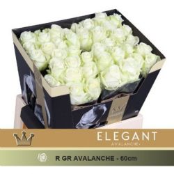  İthal Gül Avalanche (10 dal-55cm)