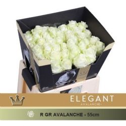  İthal Gül Avalanche (10 dal-55cm)