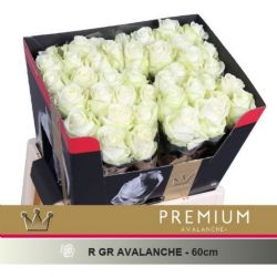  İthal Gül Avalanche (10 dal-60cm)