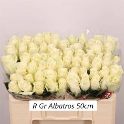  İthal Gül Beyaz 50 cm Albatros (10 dal)