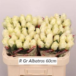  İthal Gül Beyaz 60 cm Albatros (10 dal)