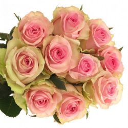  İthal Gül Brigitte Bardot (10 dal-60cm)