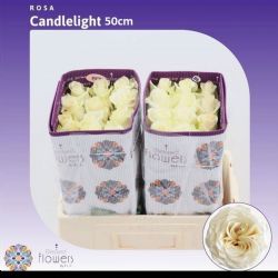  İthal Gül Candlelight (Ekvator Gül-25 dal-50cm)