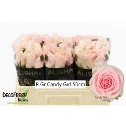  İthal Gül Candy Girl (10dal-50cm)
