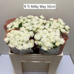  İthal Gül Çardak 40 cm Milkyway (10dal)
