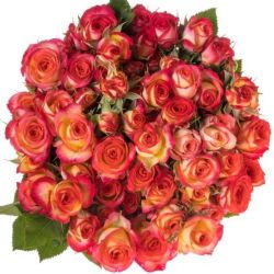  İthal Gül Çardak 40 cm Summer Dance (10dal)