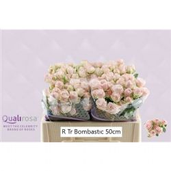  İthal Gül Çardak 50 cm Bombastic (10 Dal)