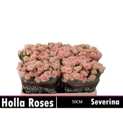  İthal Gül Çardak 50 cm Severina (10 dal)