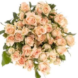  İthal Gül Çardak 50 cm Sweet Sara (10dal)